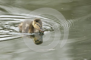 A cute Mallard duckling Anas platyrhynchos hunting for food in a river.