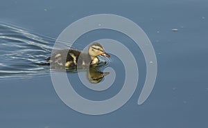 A cute Mallard duckling Anas platyrhynchos hunting for food in a river.