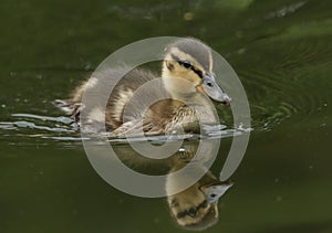 A cute Mallard duckling, Anas platyrhynchos, hunting for food in a river.