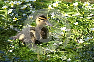 A cute Mallard Duckling Anas platyrhynchos in a stream, sitting in the middle of a patch of flowering water weeds.