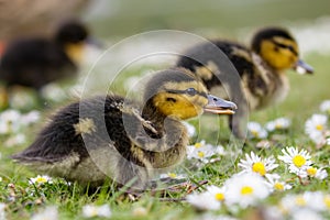 Cute Mallard ducklings Anas platyrhynchos feeding among daisie