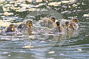 cute mallard ducklings swimming together on pond