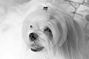 Cute Maltese dog portrait closeup