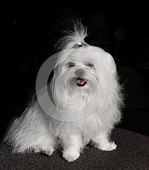 Cute Maltese dog portrait closeup