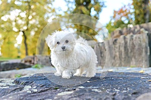 Cute maltese dog sitting on the rock photo