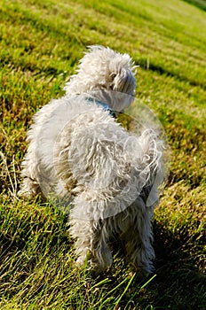 Cute maltese dog on a walk during sunny day