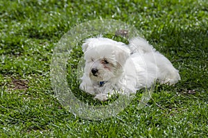 Cute Maltese puppy