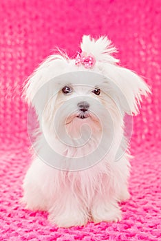 Cute maltese puppy dog