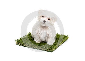 Cute Maltese Puppy Dog Sitting on Section of Artificial Turf Grass On White Background