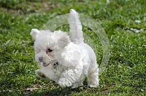 Cute Maltese puppy running