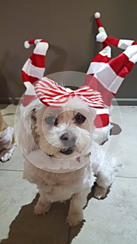 Cute Maltese shitzu wearing a bow for Christmas looking at the viewer