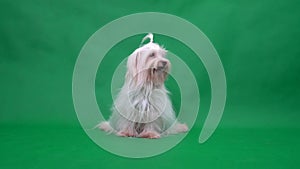 Cute Maltese Terrier dog.Tongue licking. Green screen background. Maltese dog. Puppy dog.