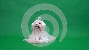 Cute Maltese Terrier dog.Tongue licking. Green screen background. Maltese dog. Puppy dog.