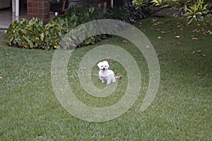 Cute maltese white female dog on the grass photo