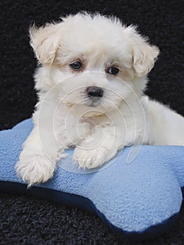 Cute Malti-Poo Puppy photo