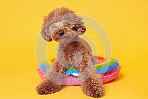 Cute Maltipoo dog with inflatable ring and swimming goggles on orange background