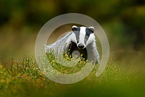 Cute Mammal environment, rainy day. Badger in forest, animal nature habitat, Germany, Europe. Wildlife scene. Wild Badger, Meles m