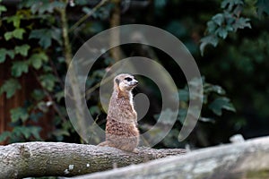 Cute mammal perched atop a tree branch in the zoo