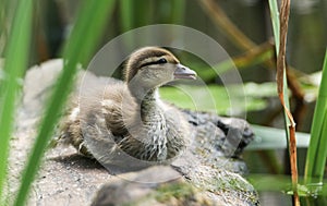 A cute Mandarin Duckling, Aix galericulata, sitting calling on a log in the reeds at the edge of a pond.