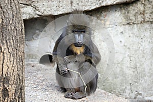 Cute mandril monkey Mandrillus sphinx