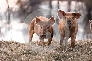 Cute mangalitsa pigs