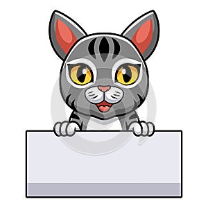 Cute manx cat cartoon holding blank sign