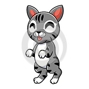 Cute manx cat cartoon standing
