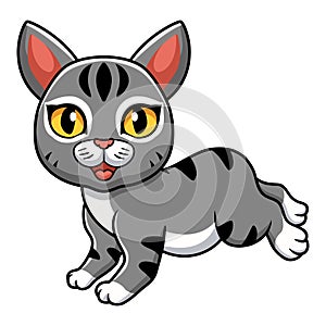 Cute manx cat cartoon walking