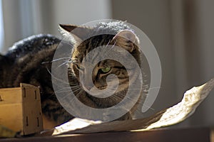 Cute marble cat in sunlight on paper, clever face, eye contact, comical funny beast