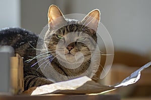 Cute marble cat in sunlight on paper, clever face, eye contact, comical funny beast