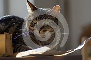 Cute marble cat in sunlight on paper, clever face, eye contact, comical funny beast