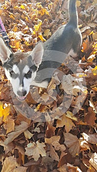 Cute Marilyn in the leaves