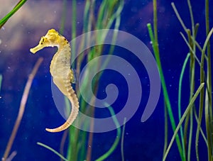 Cute marine life portrait of a common yellow spotted estuary seahorse in macro closeup