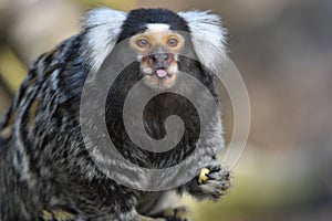Cute marmoset poking out its tongue