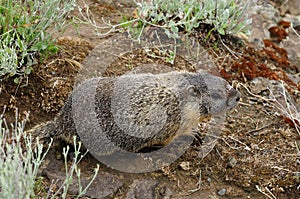 Cute marmot