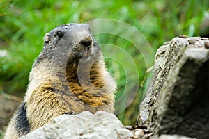 Cute marmot