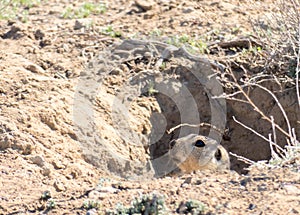 A cute marmot cautiously peeps out of its burrow after hibernation, Baikonur, Kazakhstan