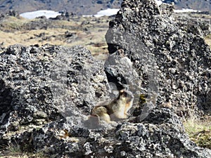 A cute marmot evrazhka at Tolbachik volcano in Kamchatka in Russia