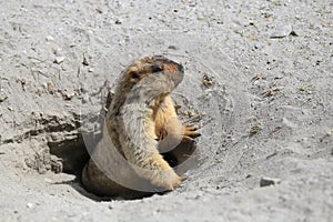 Cute marmot peeking out of a burrow