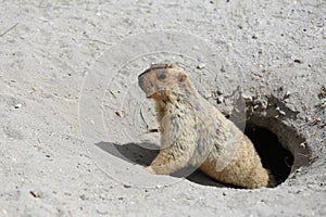 Cute marmot peeking out of a burrow