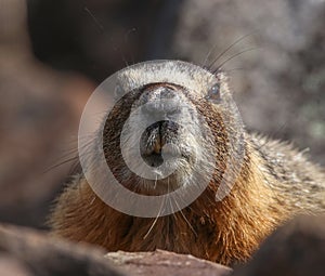 A cute marmot poking its head out from a burrow behind rocks photo