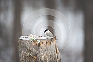 Cute Marsh Tit bird or Poecile palustris sitting on the stump and pecking seeds in the winter forest