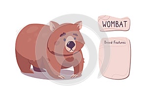 Cute marsupial beast, wombat vector. Funny burrowing animal from the Australian series. Illustration for kids books