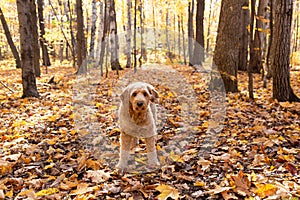 Cute medium-sized golden doodle dog standing unleashed in woods path photo