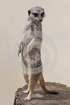 Cute meercat against a plain background photo