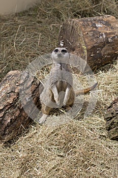 Cute meercat sitting down