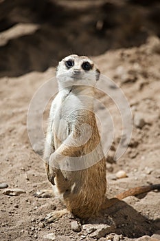 Cute meerkat