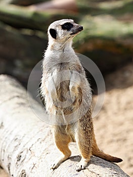 Cute Meerkat