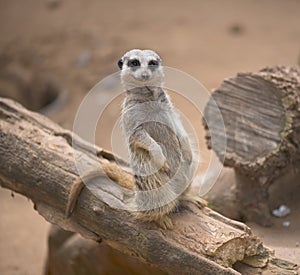 Cute Meerkat