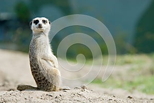 Cute meerkat
